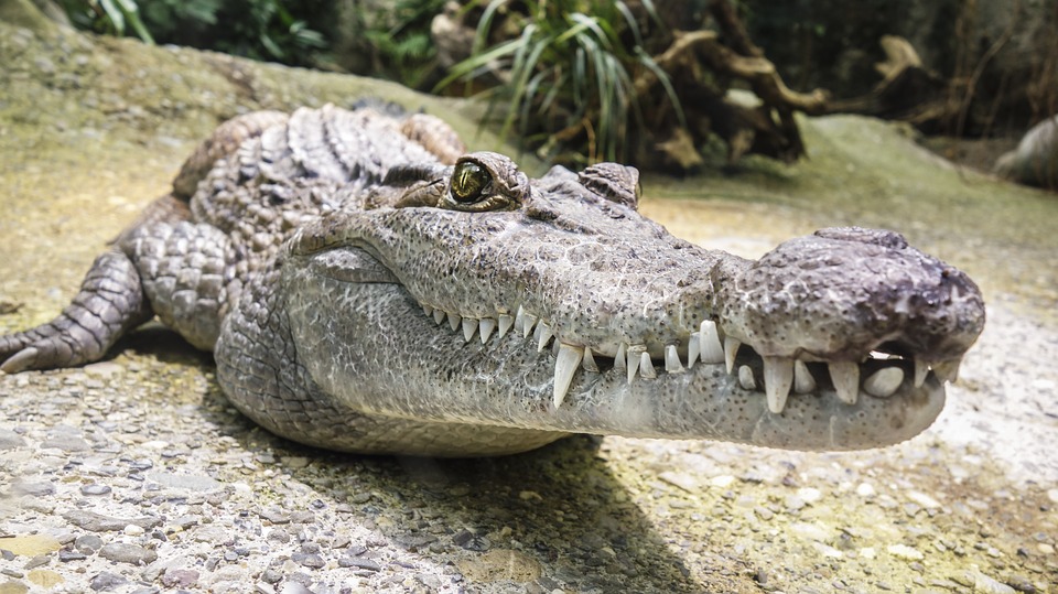 Inexplicable foto de un cocodrilo se viraliza en redes