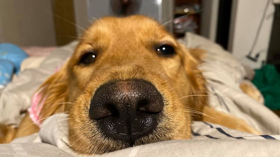 Perrito evita que dueña vaya a Wuhan al destruir su pasaporte