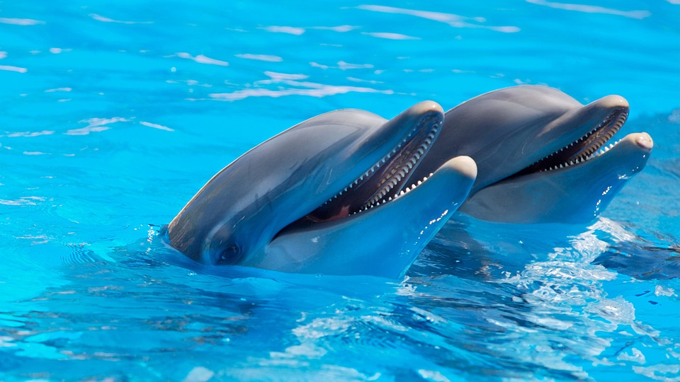 Matan a puñaladas y tiros a 2 delfines en EEUU