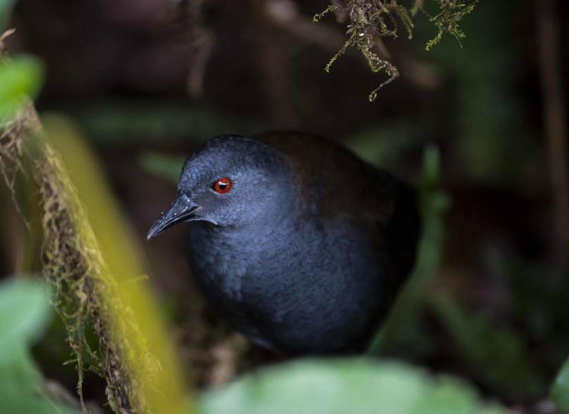 Científicos redescubren en Galápagos un ave que se creía extinta hace casi 200 años