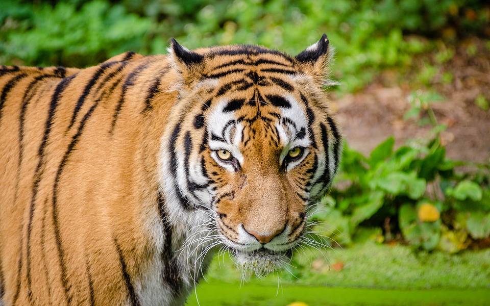 Panico en Rusia tras escape de un tigre
