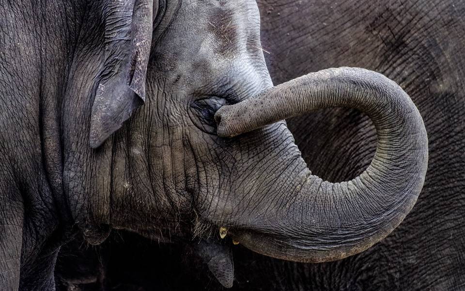 Elefante se vuelve viral por curiosa cabellera