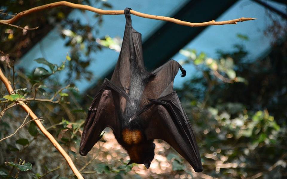 Foto viral de un murciélago &quot;de tamaño humano&quot; en Filipinas