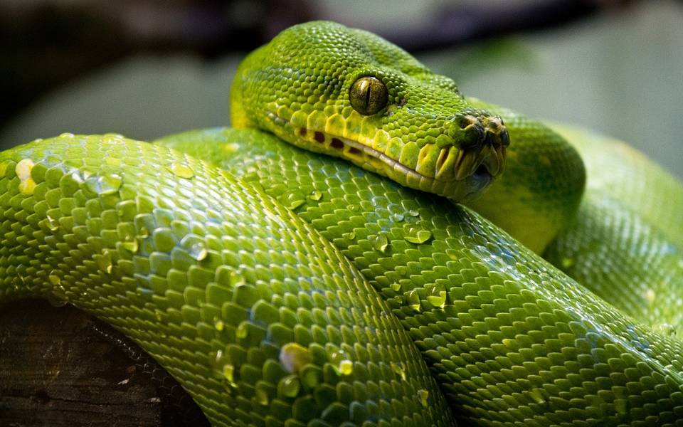 Extraen larga serpiente de la garganta de mujer