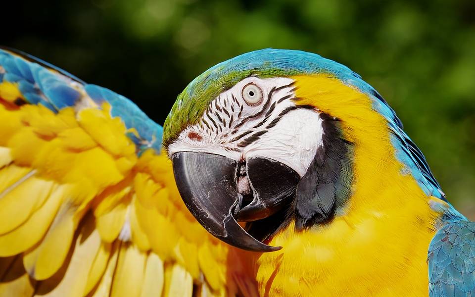 El sorprendente loro que cautiva en YouTube
