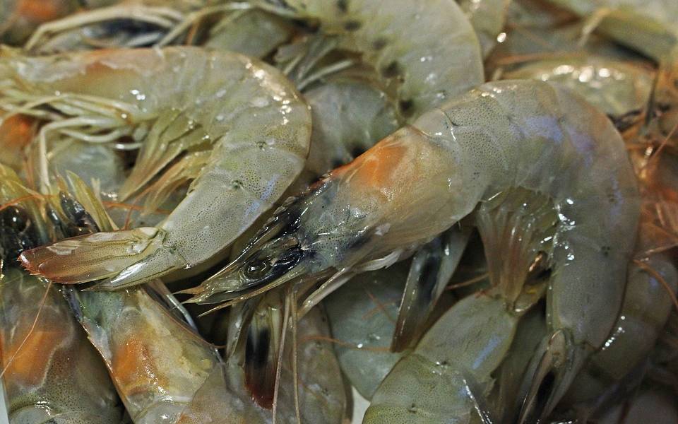 China suspende importaciones de camarón de dos empresas ecuatorianas