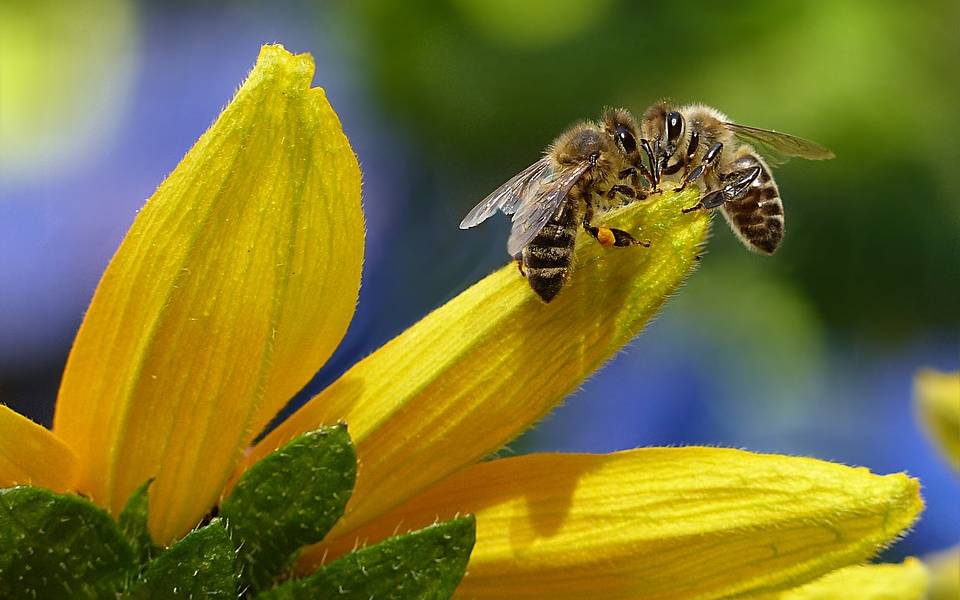 Colombia: juez ordena proteger abejas ante amenaza de extinción