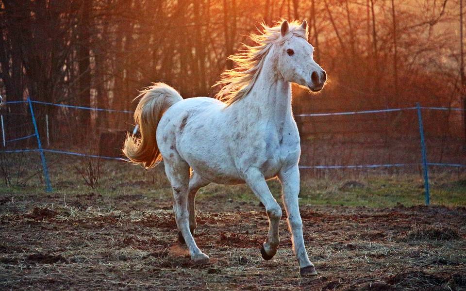 El sorprendente caballo que ‘baila’