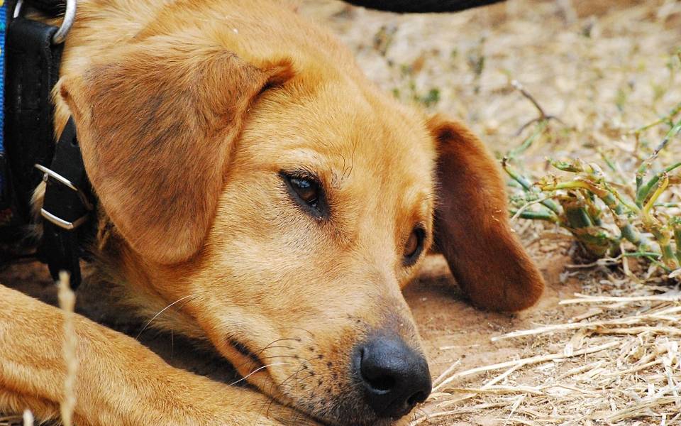 Unos 20 perros fueron envenenados en refugios de Quito