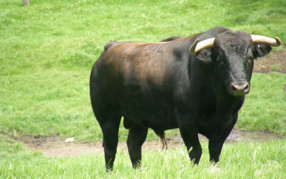 Investigación penal en Colombia por la brutal matanza de un toro