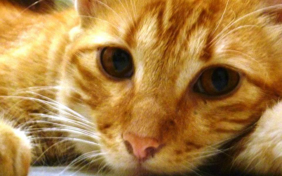 ¿Que és y por qué se celebra el Día Internacional del Gato?