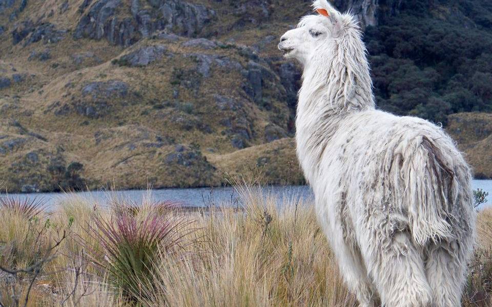 El Cajas, un sueño azul y verde en medio del páramo