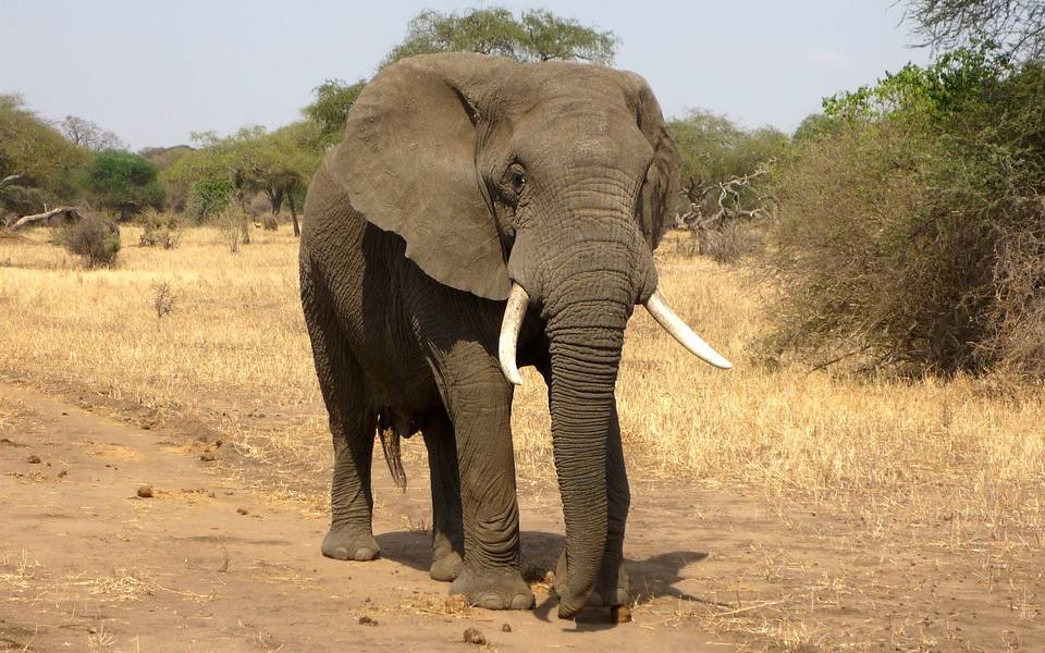 Cazador muere aplastado por un elefante en Sudáfrica