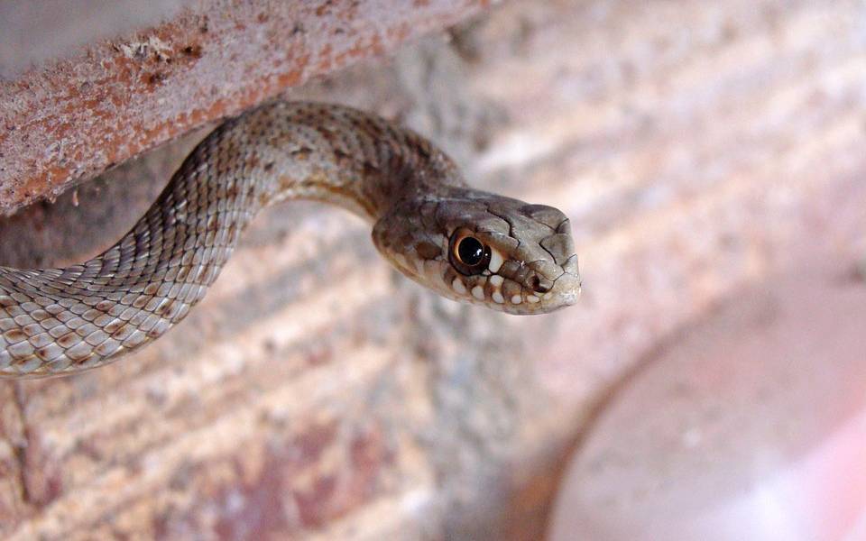 Presencia de lluvias origina aparición de serpientes en territorios tropicales