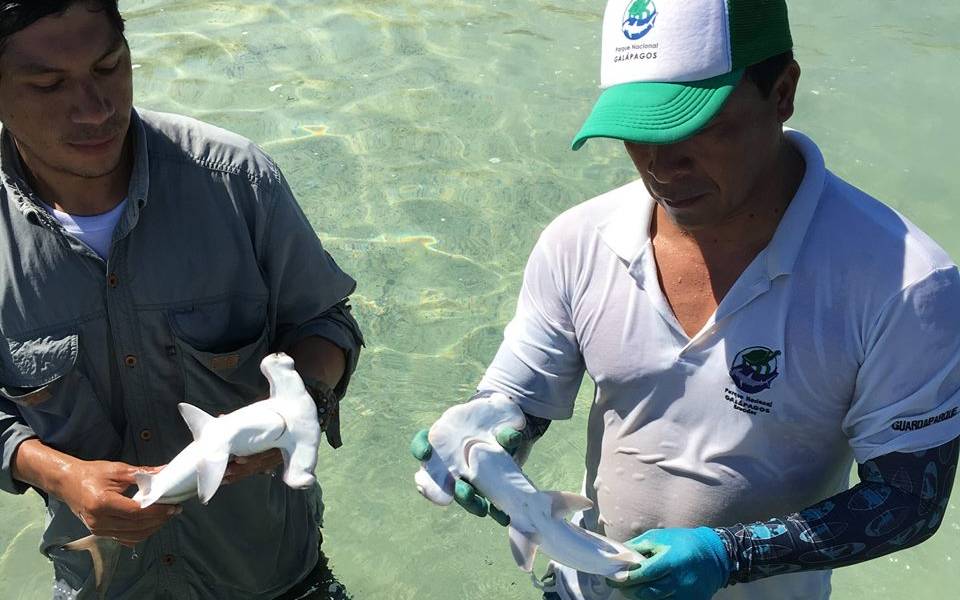 Hallan refugio de tiburones martillo en Galápagos