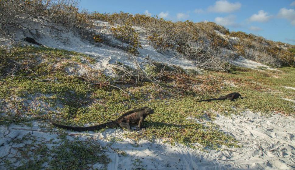 Casi 1.600 especies han sido introducidas en Galápagos