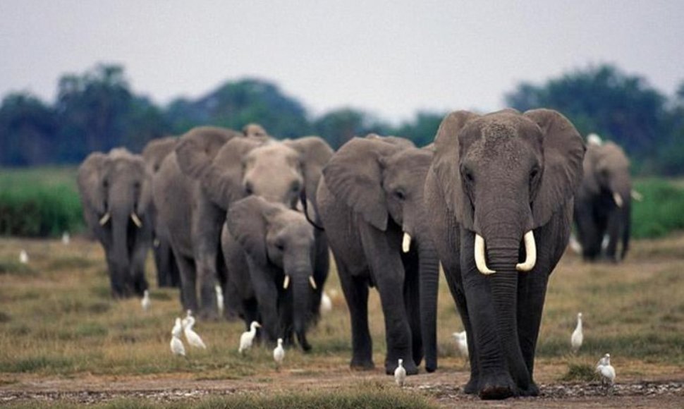 Los elefantes duermen solo dos horas por día, dice un estudio