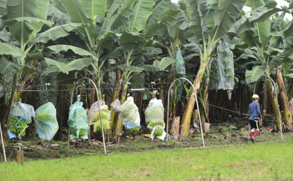 Ecuador se blinda contra plaga que ataca banano