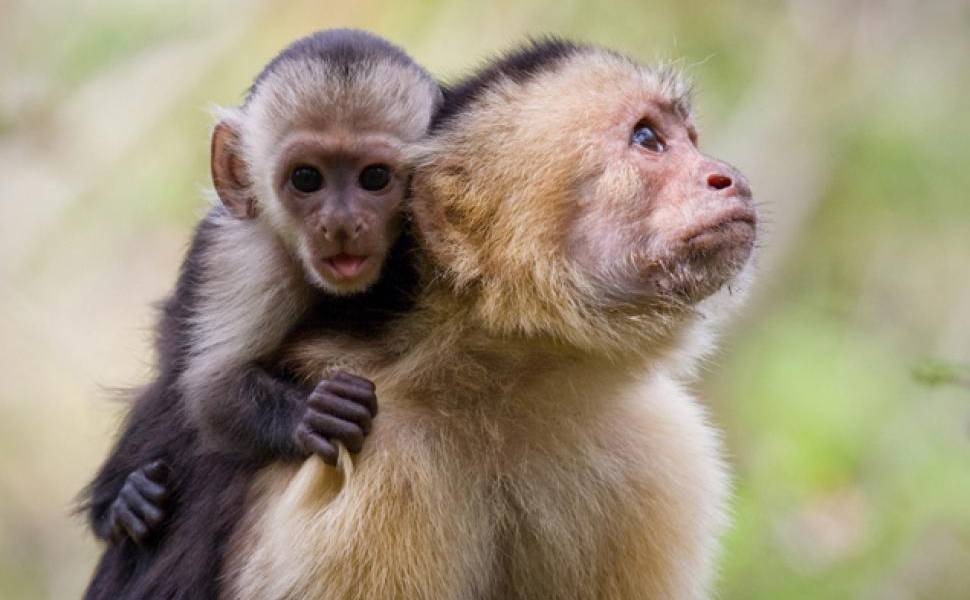 Colombia es el quinto país en número de especies de primates