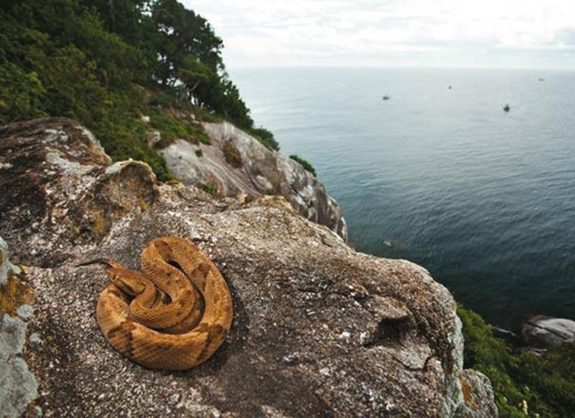 La Ilha da Queimada Grande