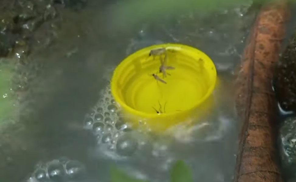 Ecuador registra dos muertes y más de 3 000 casos de dengue en enero de 2025