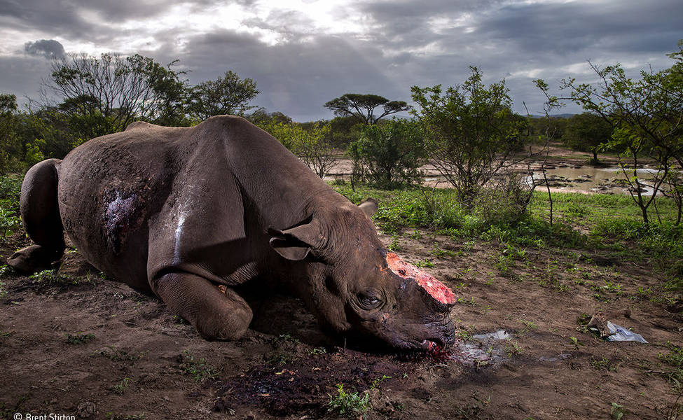 El rinoceronte mutilado es elegida la mejor foto de naturaleza del año