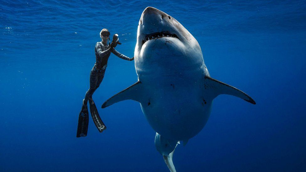 Las impactantes imágenes de un grupo de buzos con un enorme tiburón blanco