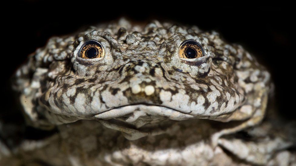 Misión científica para salvar a rana gigante