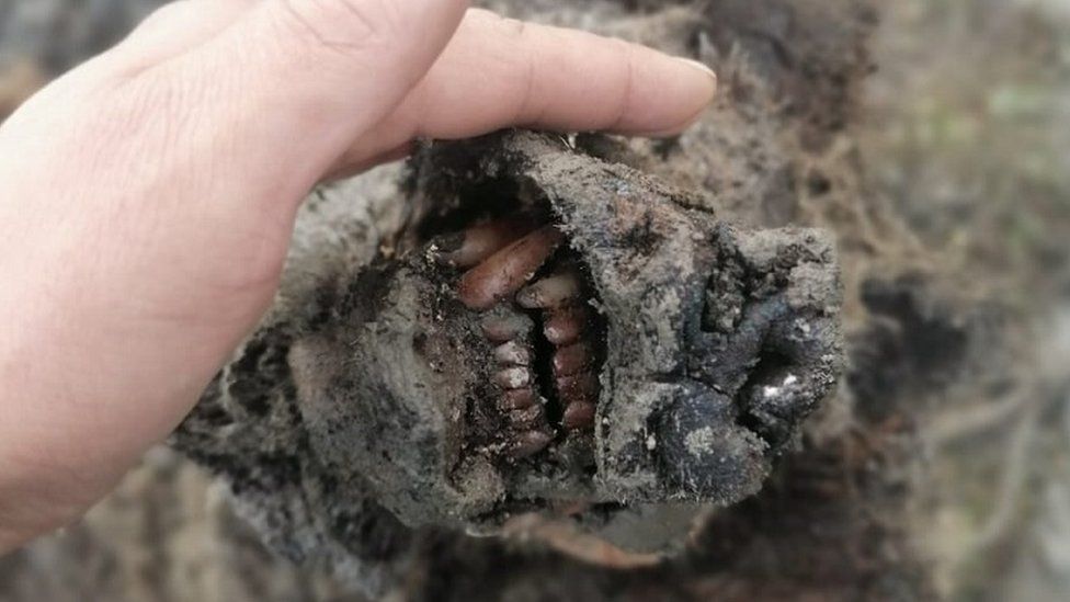 Las impresionantes imágenes de un oso de la Edad de Hielo