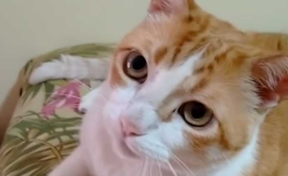 (VIDEO) El gato que canta junto con su amo