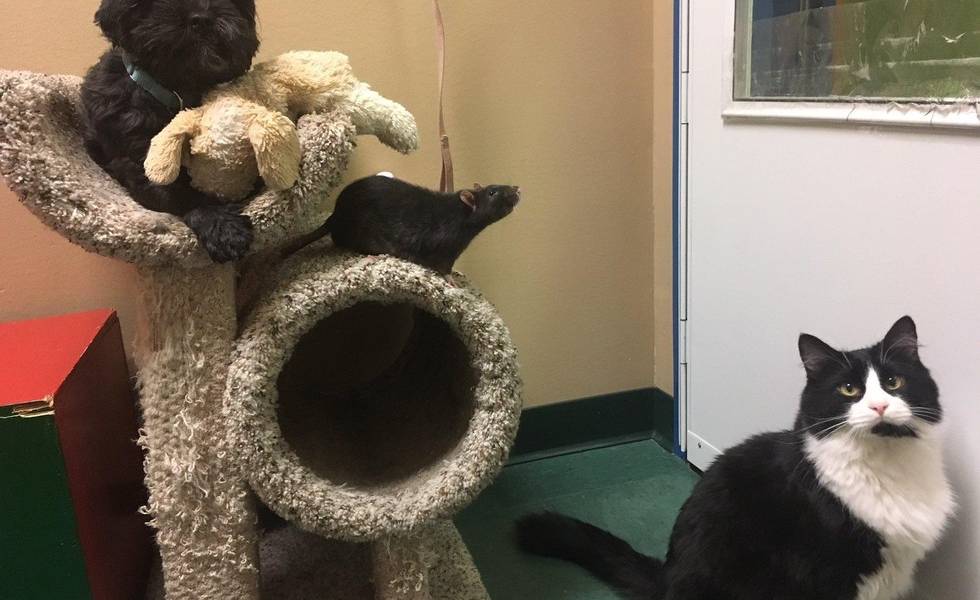 Un perro, un gato y un ratón protagonizan tierna historia de amistad