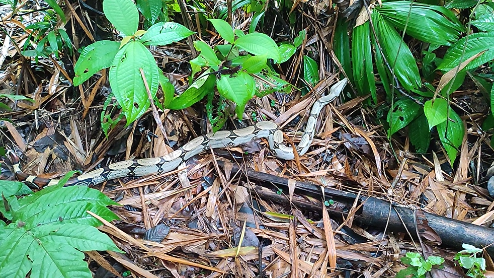 24 animales rescatados en operativos fueron liberados en el Yasuní