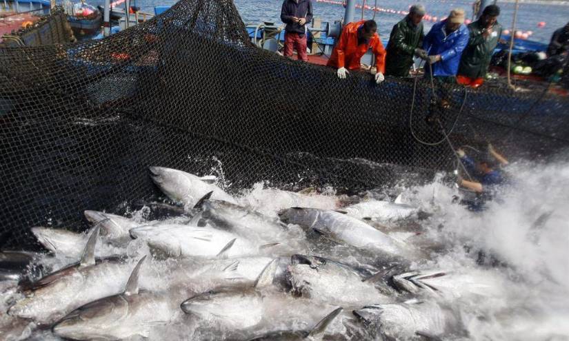 Pesca de atunes en el oceano en una imagen de archivo.