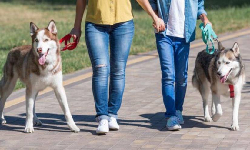 Imagen referencial de dos personas paseando a sus respectivas mascotas por un parque, una necesidad básica que requieren las mascotas.