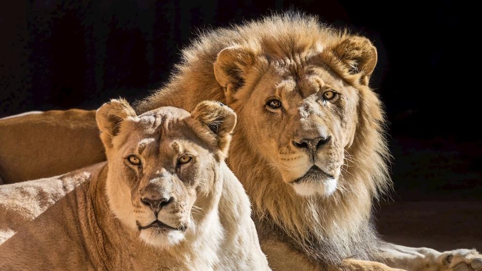 Hubert y Kalisa, dos leones que permanecieron unidos hasta su muerte