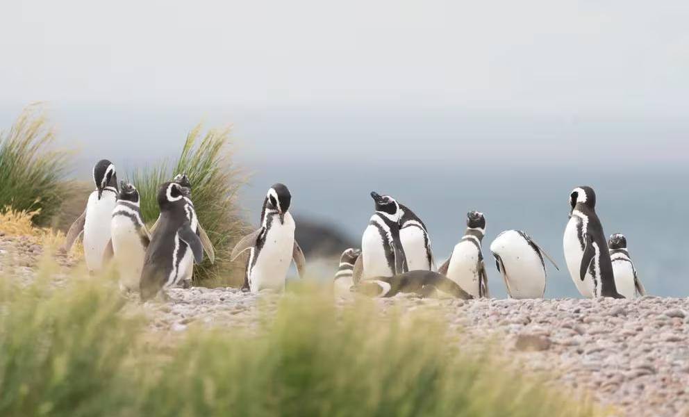 Argentina: la masacre de los pingüinos en Chubut irá a juicio oral