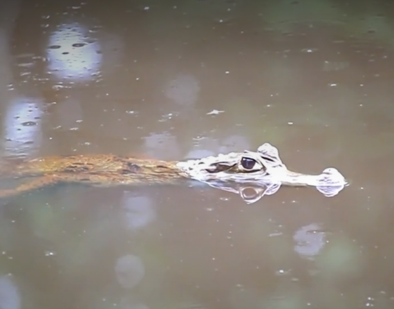 Carnaval 2023: así es la 'Isla Anaconda' paraíso natural escondido en Ecuador