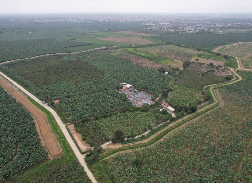 Los agricultores temen que la falta de control y respuesta rápida permita que el Foc R4T se propague a nuevas áreas productivas.