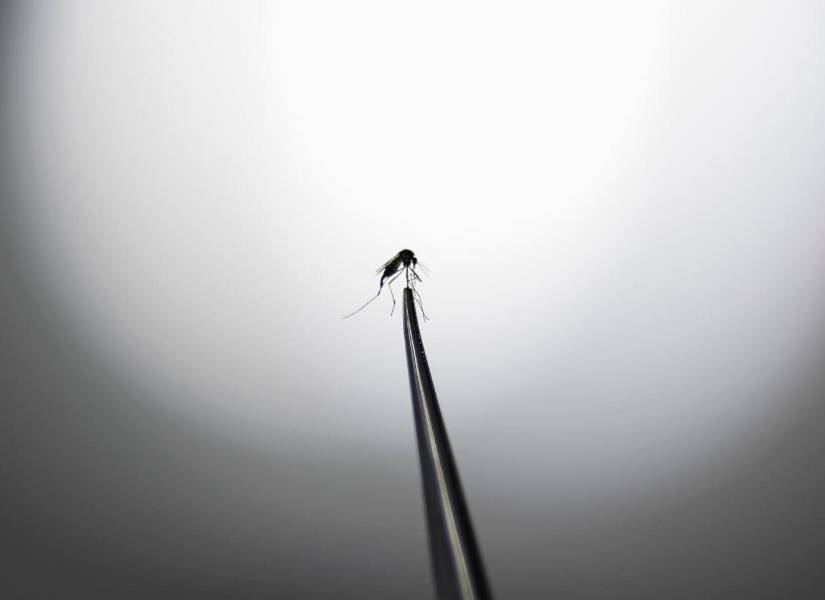 La apuesta gubernamental por el método Wolbachia llega después de que en 2024 Brasil tuviera el peor brote de dengue de su historia.