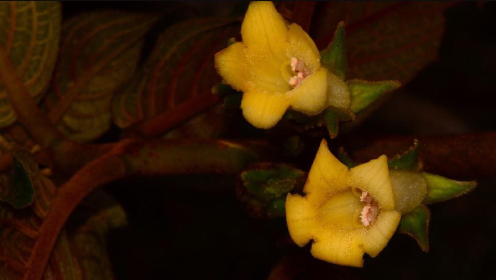 Descubren una nueva especie de planta en peligro en Ecuador