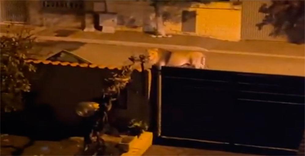 Italia: un león se escapa de un circo y se pasea entre las casas