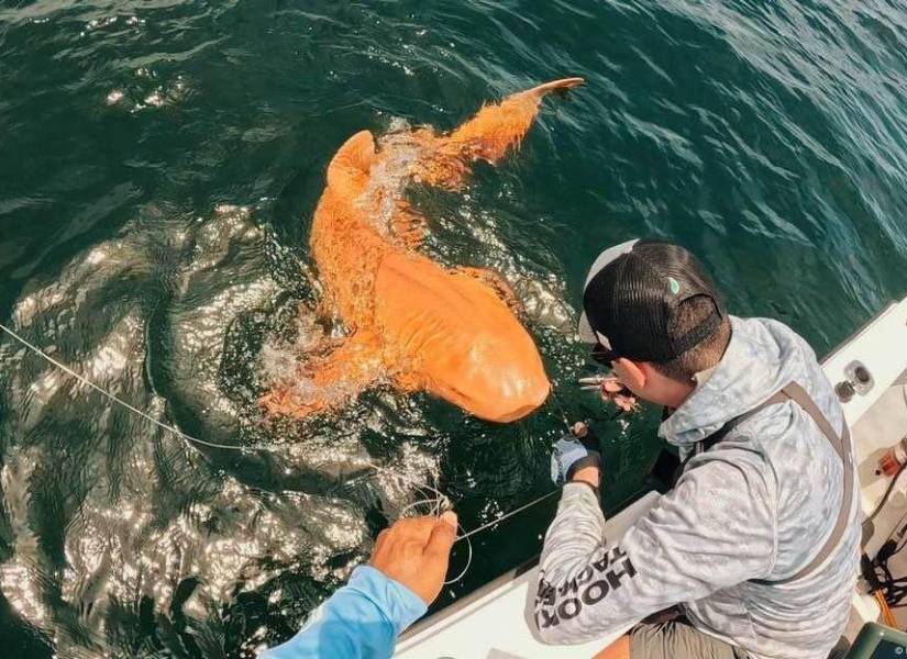 El tiburón encontrado en Costa Rica podría tratarse del primer caso de xantismo en su especie
