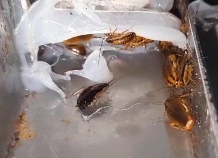 La institución detalló que se descubrieron nidos de cucarachas en la cocina.