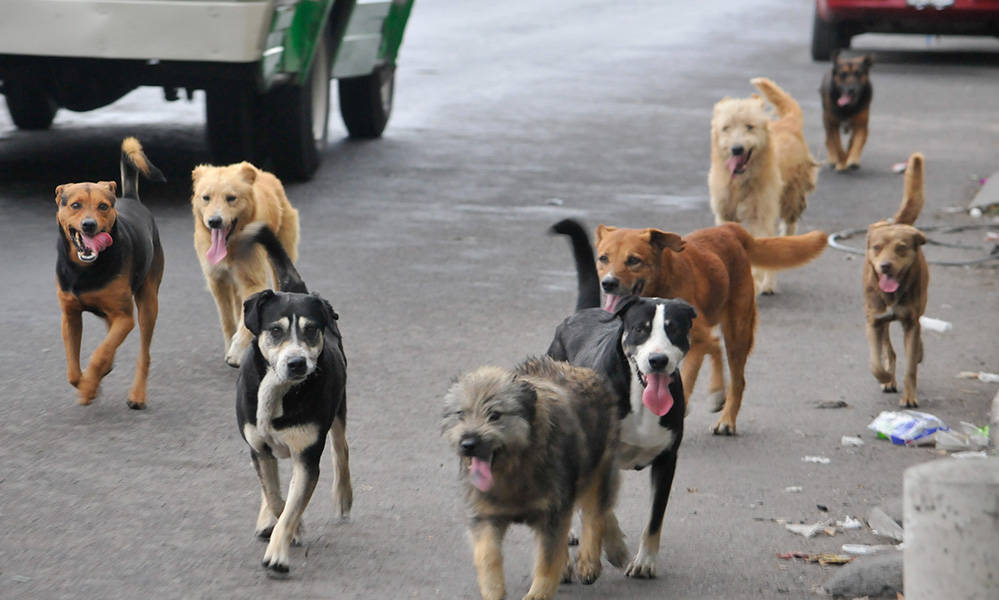 El proyecto del alcalde de Loja para &quot;desaparecer&quot; a los perros callejeros desata polémica